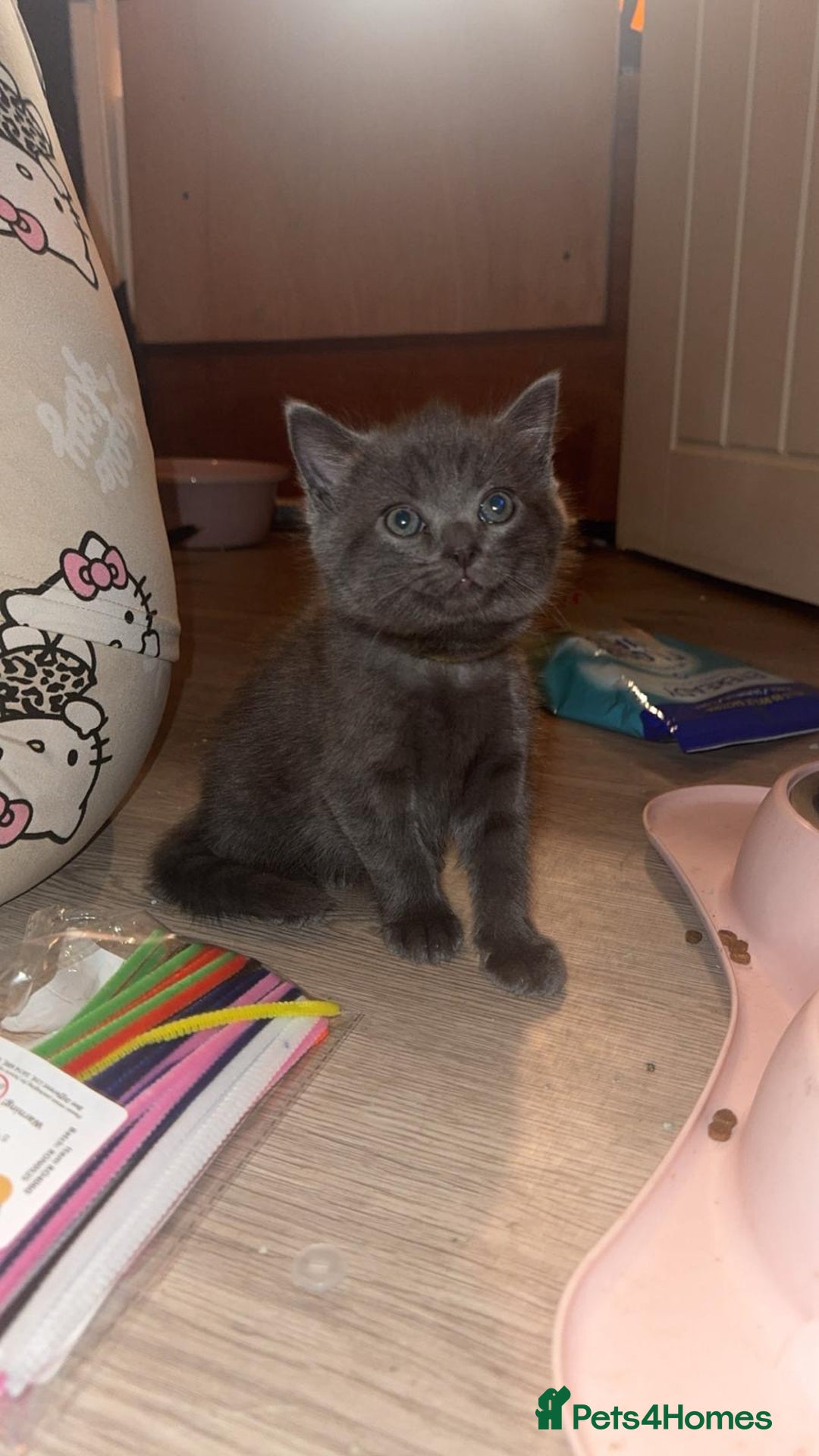 Mixed Breed cats for sale: Mainecoon cross - Advert 15