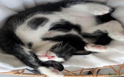 Toyger cats for sale: Mother and 2 babies - Image 7