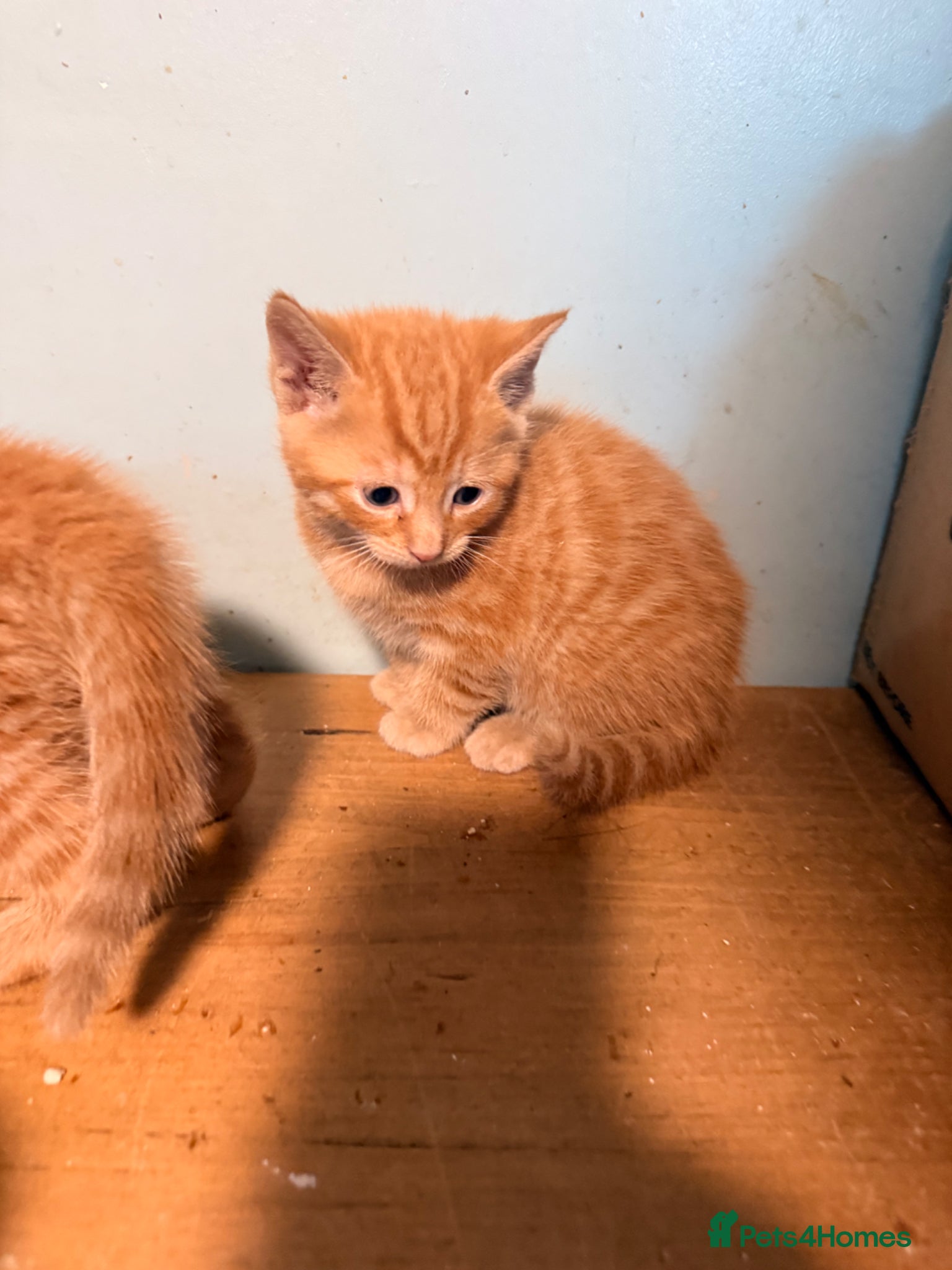 Mixed Breed cats Adorable Kittens for sale - Advert 11