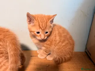 Mixed Breed cats Adorable Kittens for sale - Advert 11