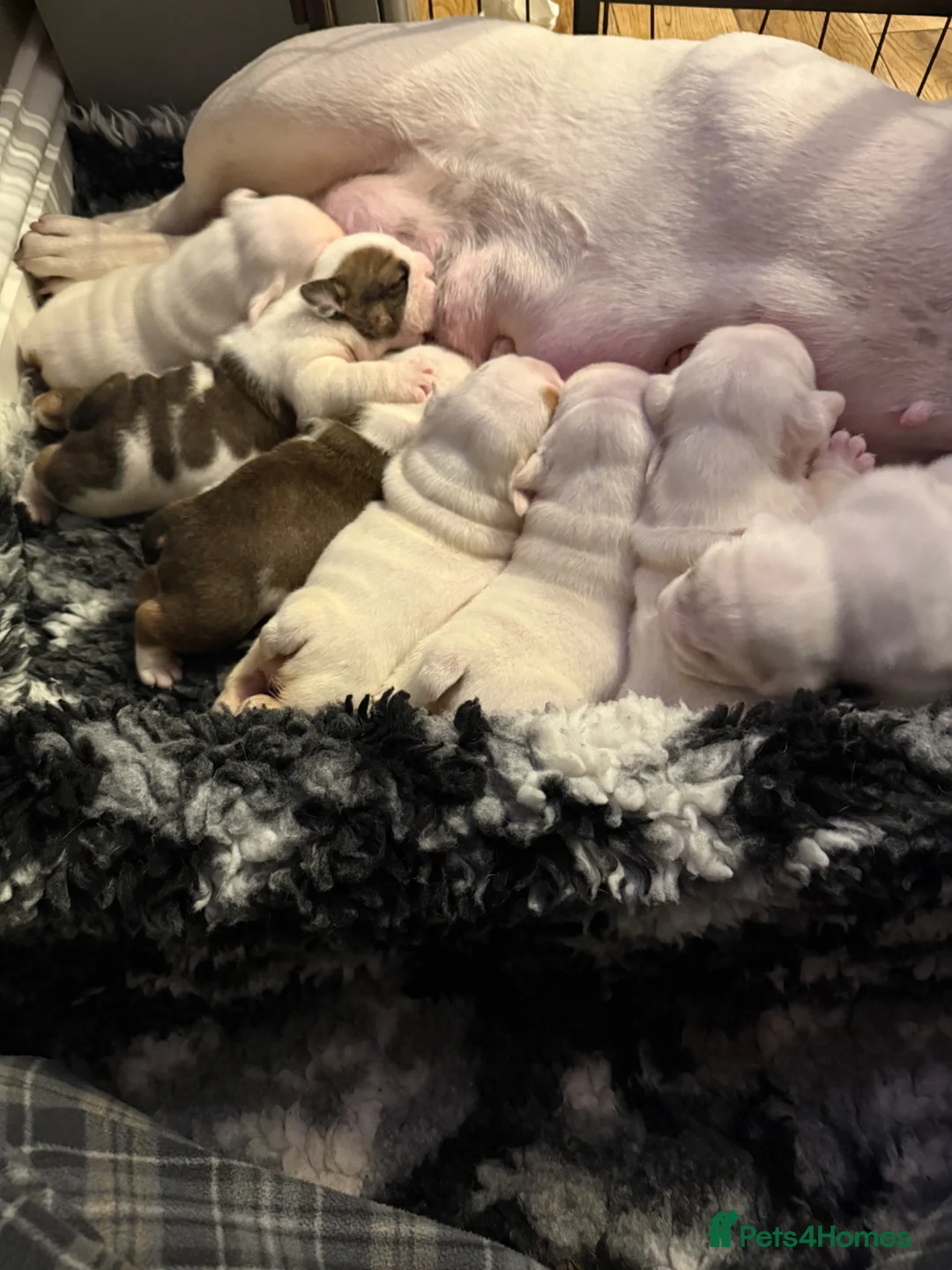 English Bulldog dogs for sale: CH X CH bred Puppies  - Advert 14