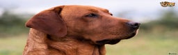 Labrador Retriever dogs for stud: FULLY HEALTH TESTED fox red labrador in Malton - Advert 1