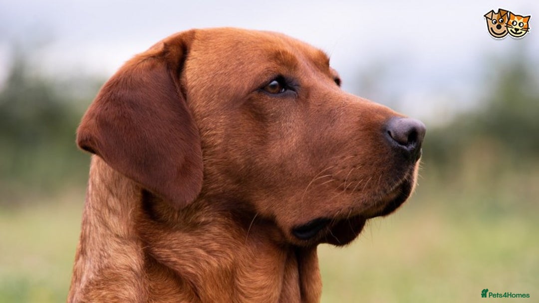 Labrador Retriever dogs for stud: FULLY HEALTH TESTED fox red labrador in Malton - Advert 1