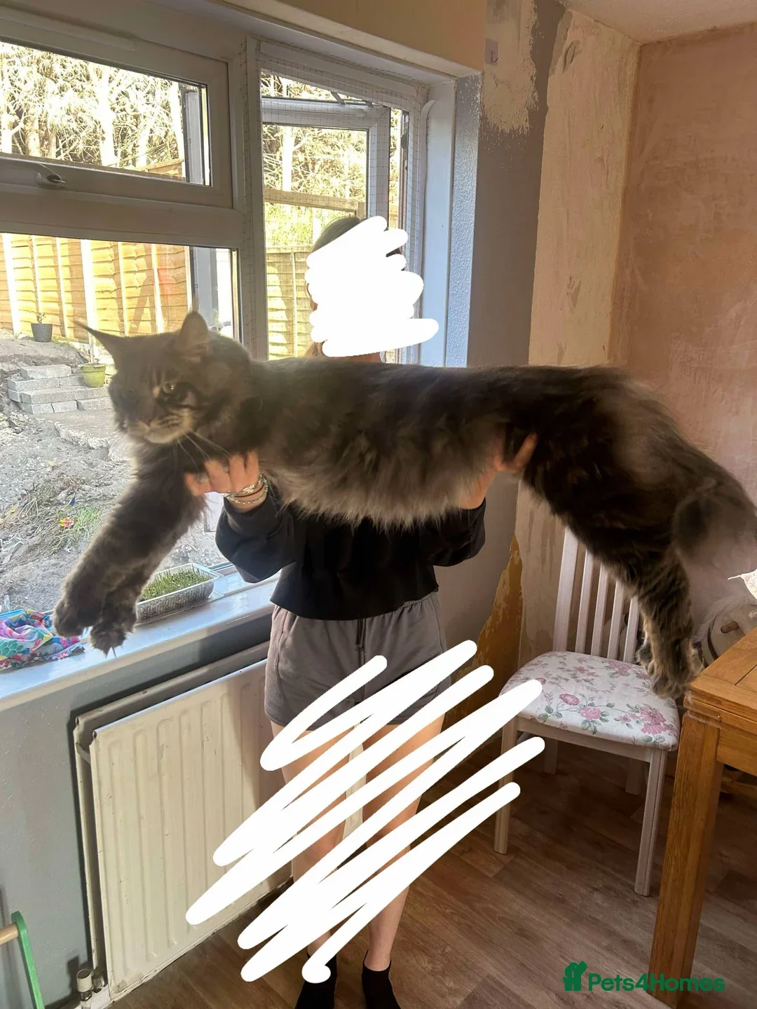 Maine Coon cats for sale: 3/4 maine coon kittens  - Image 27