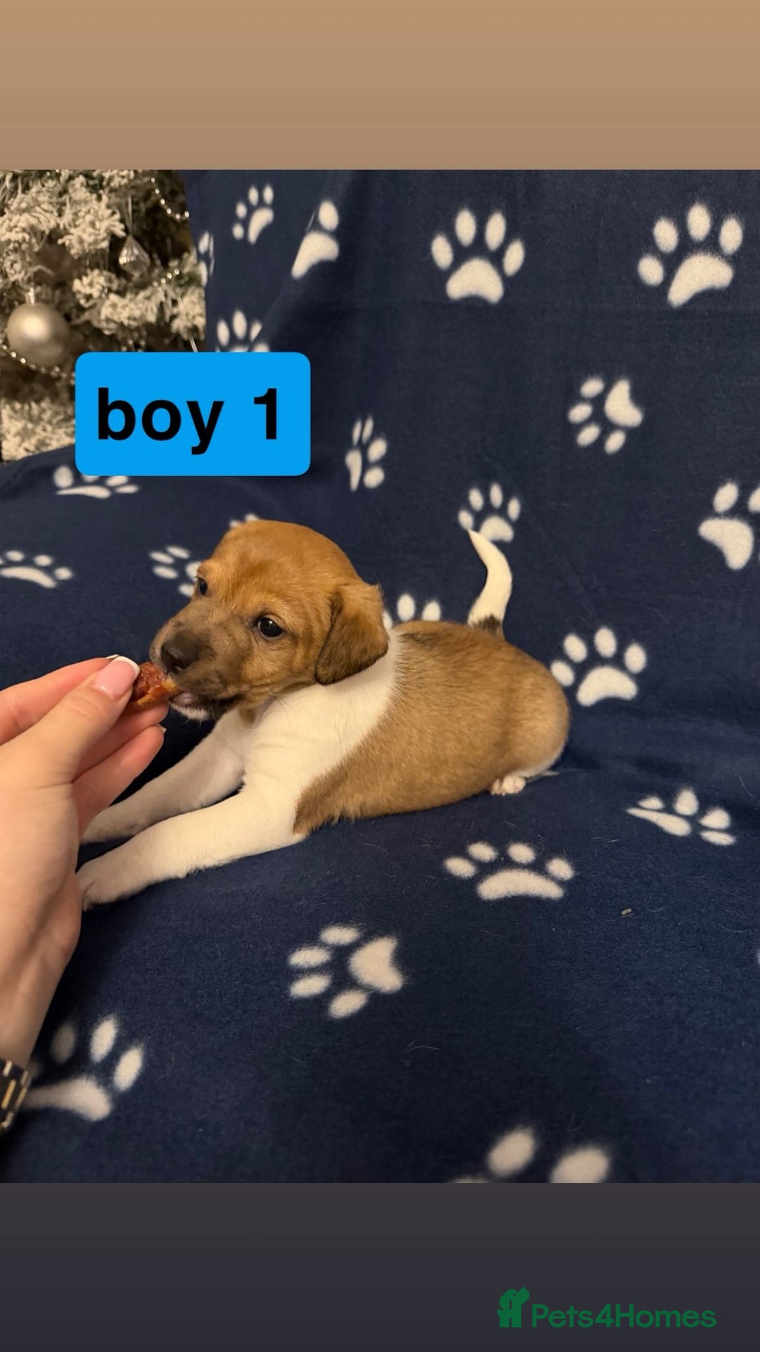 Jack Russell dogs for sale: Jack russel puppies - Advert 7