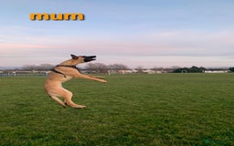 Belgian Shepherd Dog dogs for stud: Big Boy Belgian Shepherd Dog For Stud in Cheltenham - Image 9