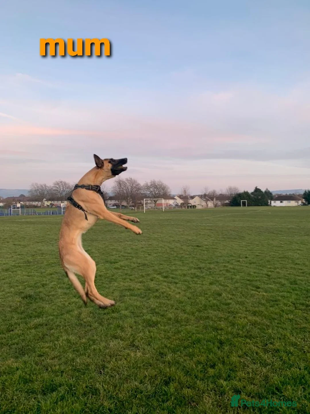 Belgian Shepherd Dog dogs for stud: Belgian Shepherd Dog For Stud in Cheltenham - Advert 9