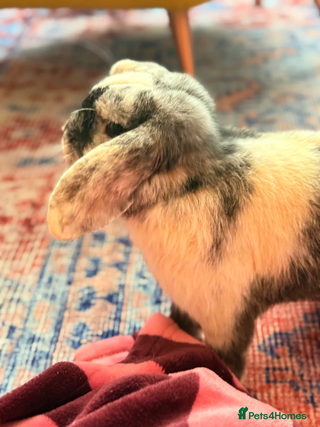 Dwarf Lop rabbits for sale: Two dwarf lop females  - Advert 9