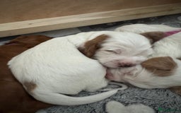 Cockapoo dogs for sale: Gorgeous F2B Cockapoo puppies  - Image 40