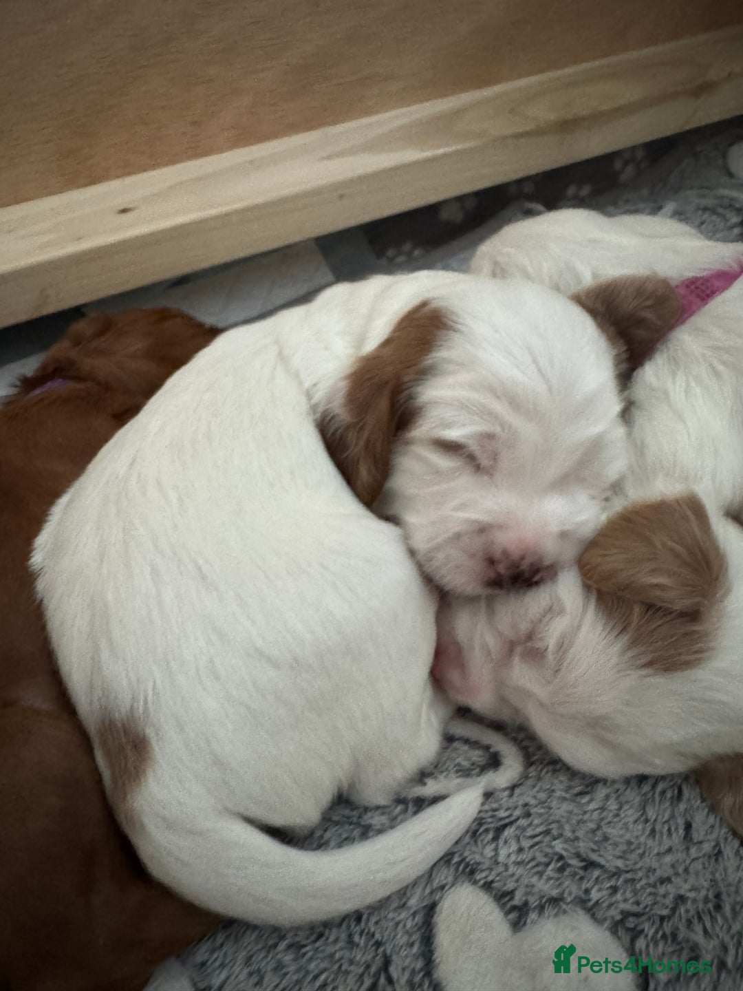 Cockapoo dogs for sale: Gorgeous F2B Cockapoo puppies  - Image 40