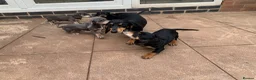Dachshund dogs for sale: ****4 beautiful boys *** in Nottingham - Advert 25