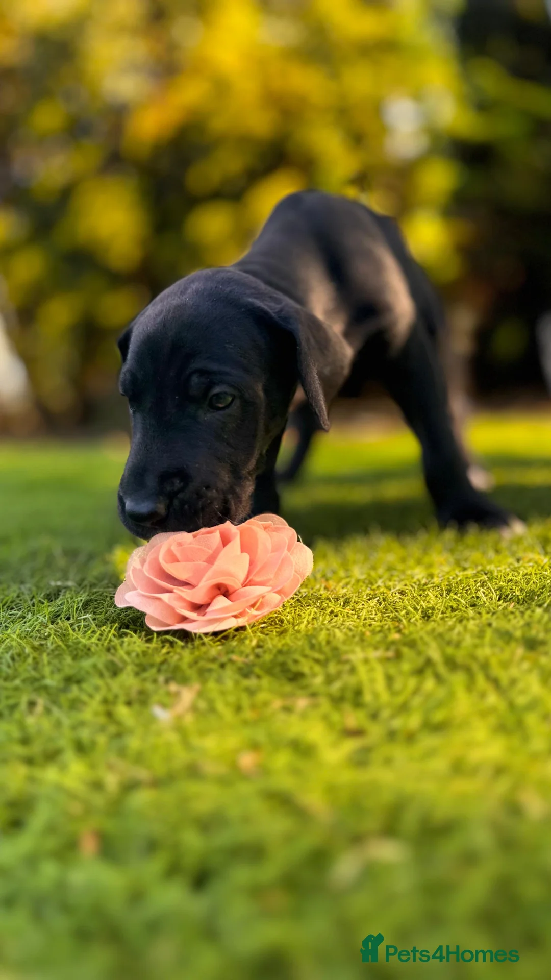 Great Dane dogs for sale: Stunning KC Registered champion bloodline Puppies - Advert 2