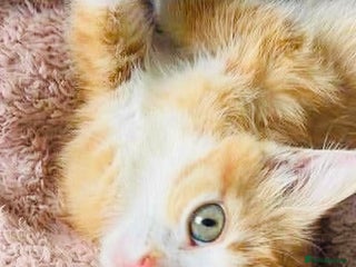 Mixed Breed cats Super gorgeous Ginger Bengal Ragdoll kittens ready - Advert 2