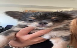 Chihuahua dogs for sale: NOW SOLD KCreg Longhair chiChamp/russian Line in Stevenston - Image 3
