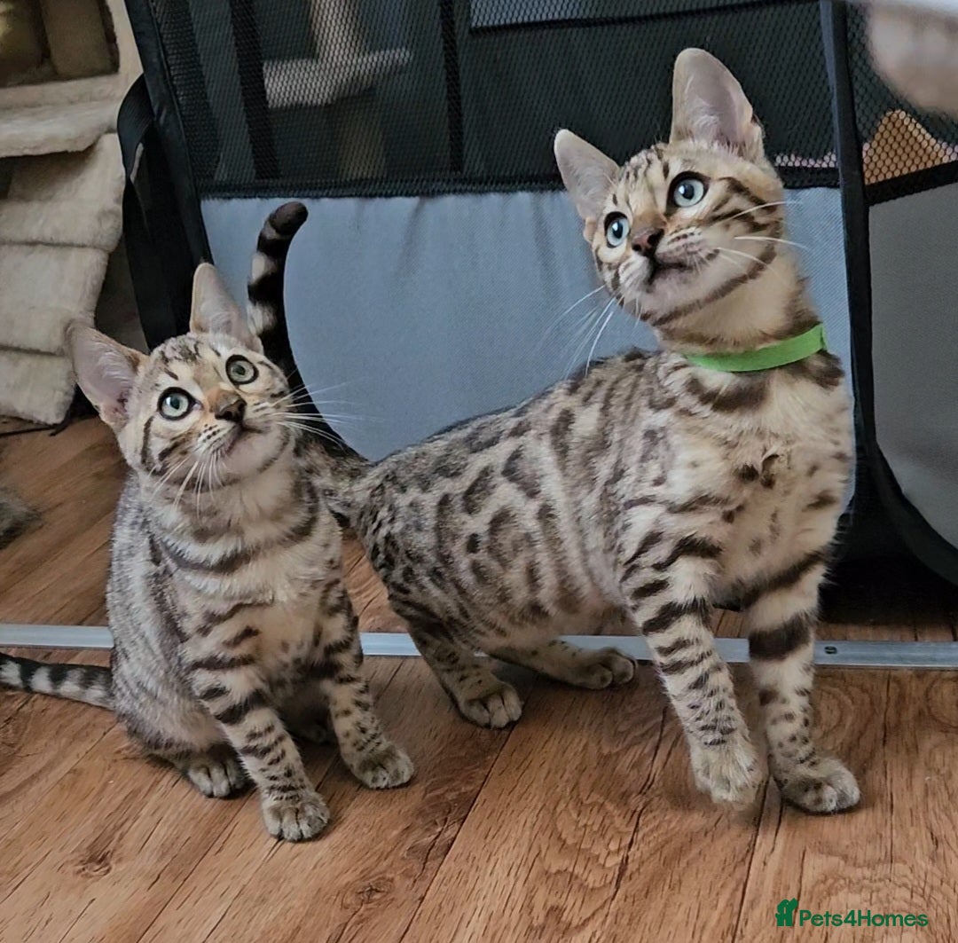 Bengal cats for sale: 13 week old Tica Registered Female Bengal Kitten in Falmouth - Image 8