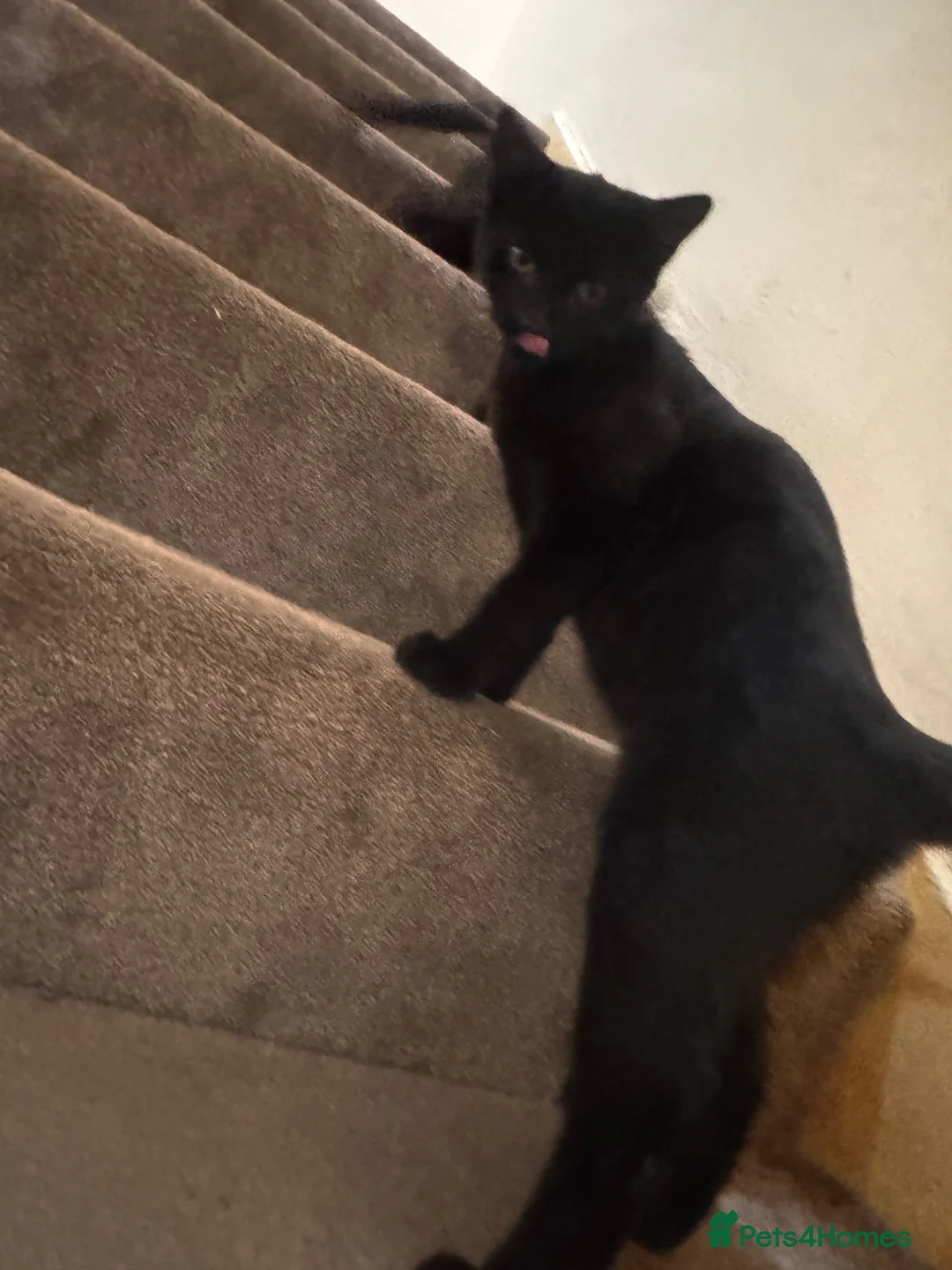 Mixed Breed cats for sale: Lovely and playful kittens - Advert 2
