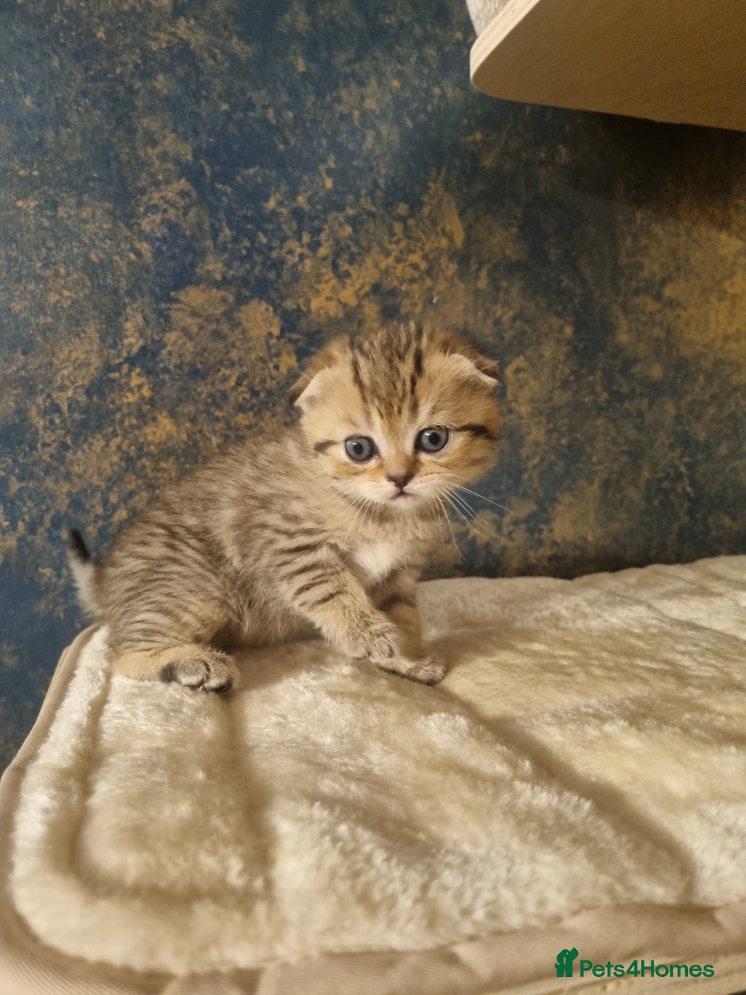Scottish Fold cats for sale: SCOTTISH FOLD KITTENS - Advert 6