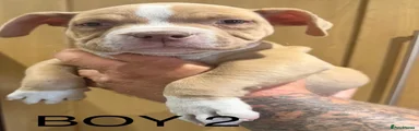 American Bully 2