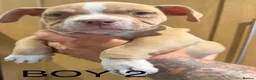 American Bully dogs for sale: American  bully puppies - Advert 10
