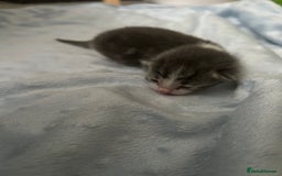Mixed Breed cats for sale: Kittens ready end of november - Image 7