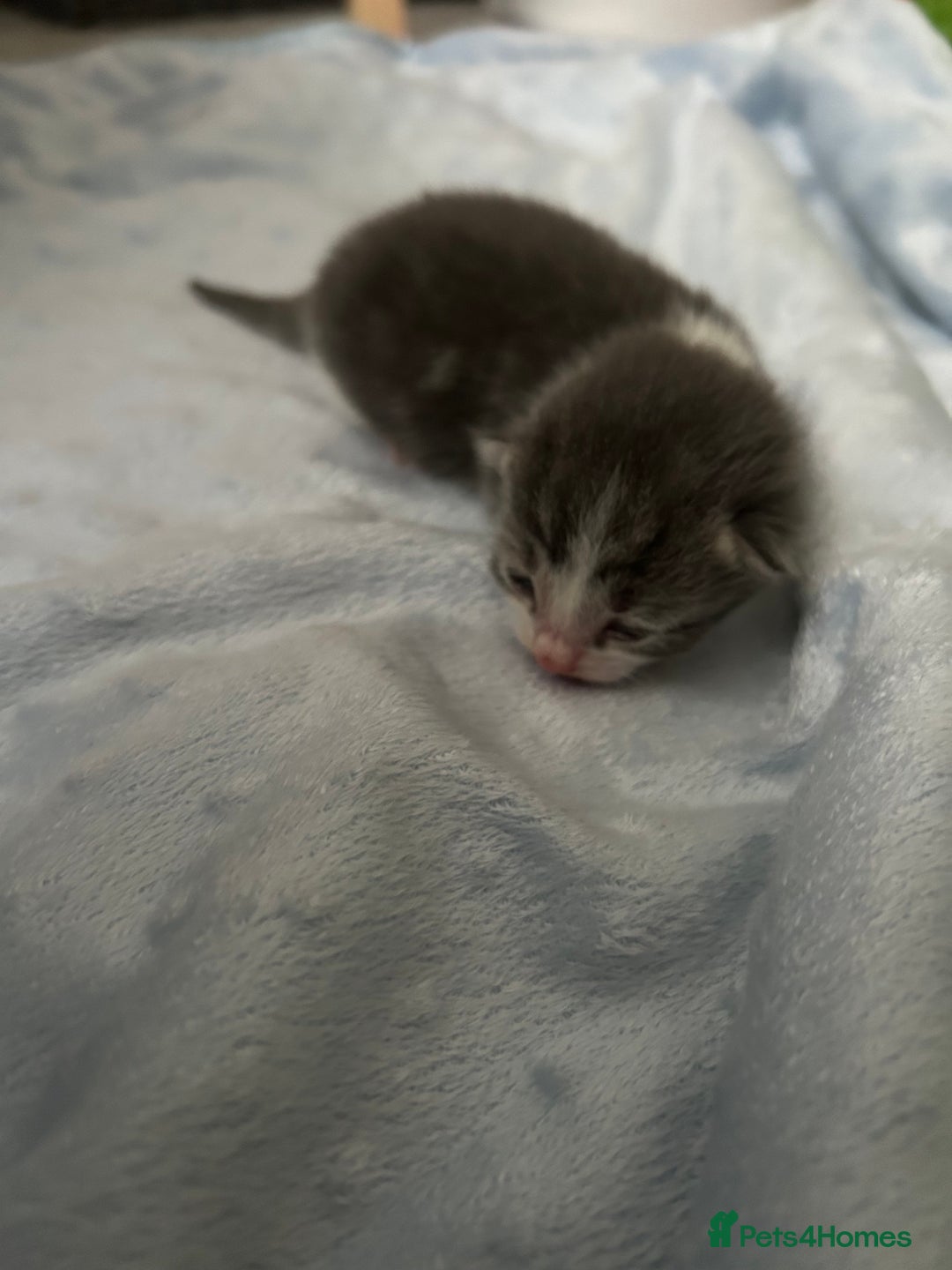 Mixed Breed cats for sale: Kittens ready end of november - Image 7