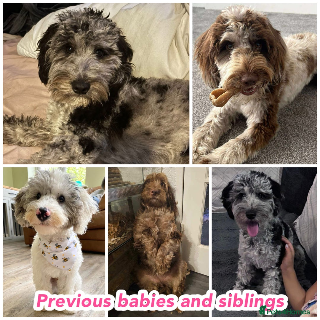 Cockapoo dogs for sale: Gorgeous F2b show type Cockapoo babies blue merles - Image 14
