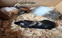 Guinea Pig rodents for sale: Baby male guinea pigs - Image 1