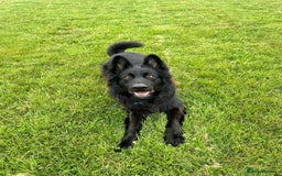 German Shepherd dogs for sale: Gorgeous KC registered German Shepard  - Image 9