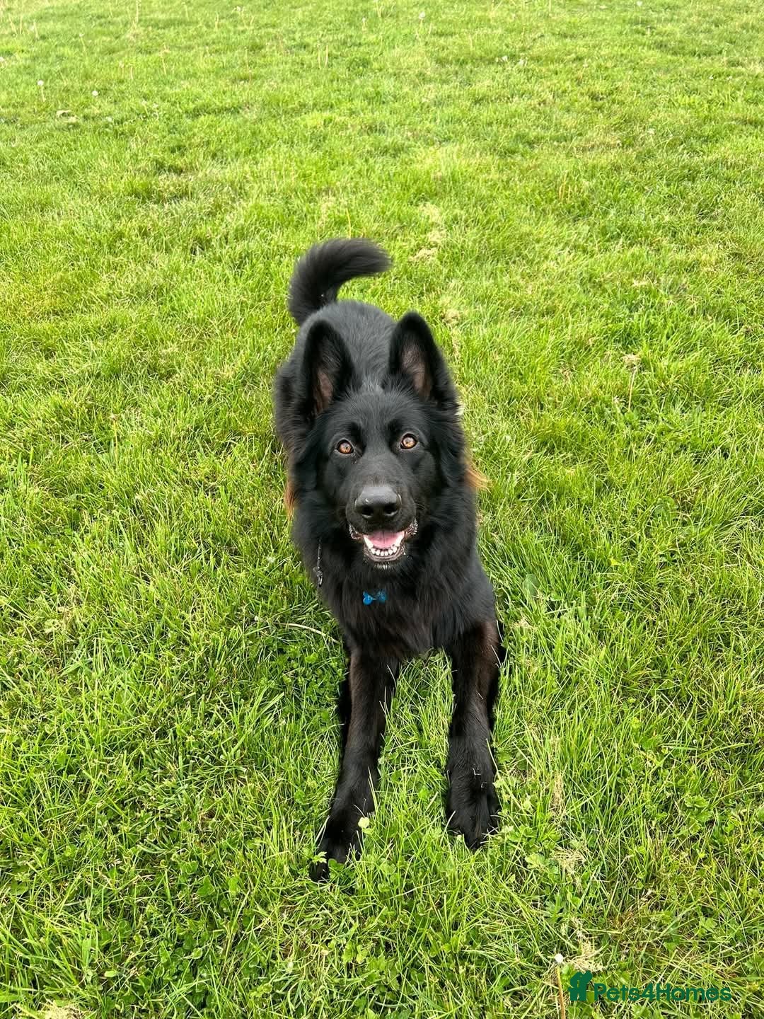 German Shepherd dogs for sale: Gorgeous KC registered German Shepard  - Image 9