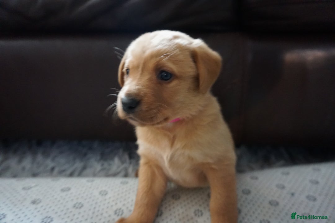 Labrador Retriever dogs for sale: READY NOW Stunning Fox red Labrador puppies - Advert 2