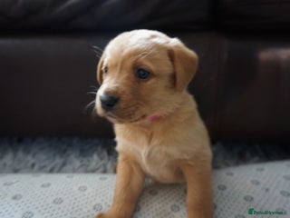 Labrador Retriever dogs - Advert 6