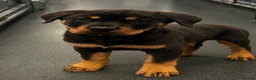 Rottweiler dogs for sale: Male puppy  - Advert 1