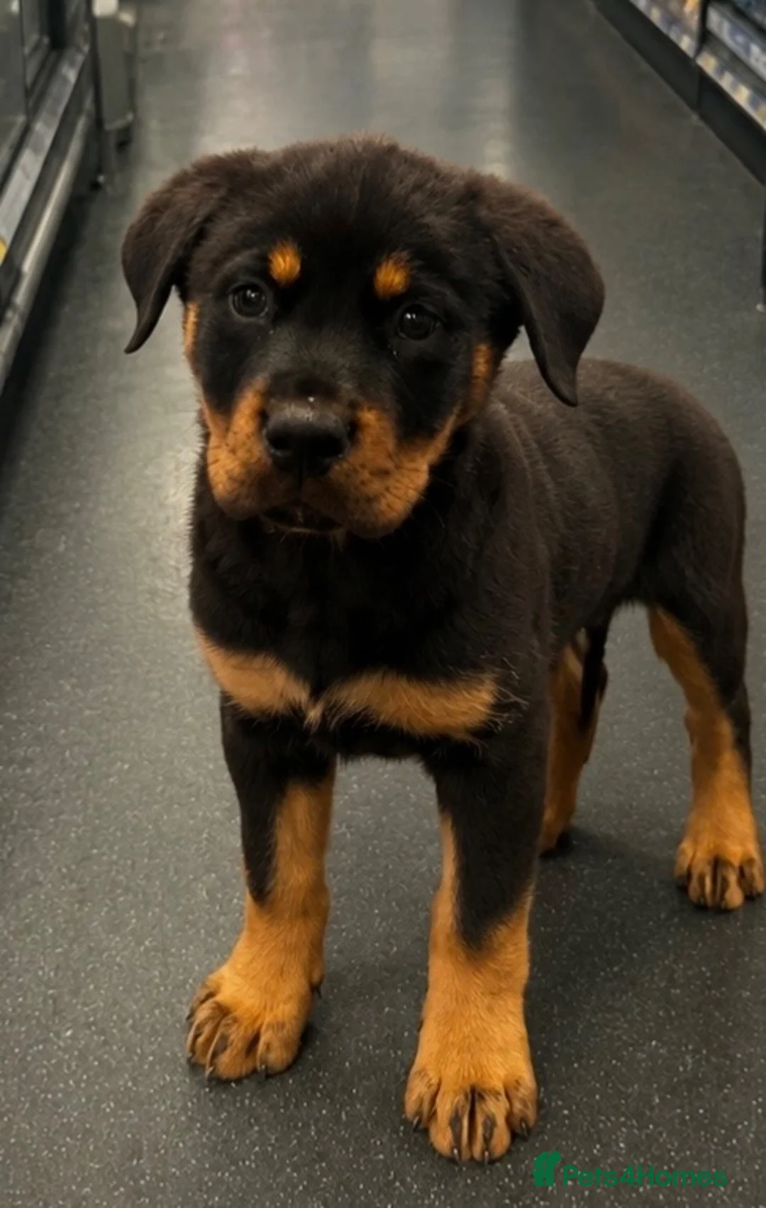 Rottweiler dogs for sale: Male puppy  - Advert 1