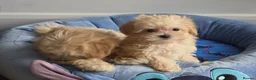 Maltipoo dogs for sale: 2  F1 Asian small Maltipoo Girls - Advert 15