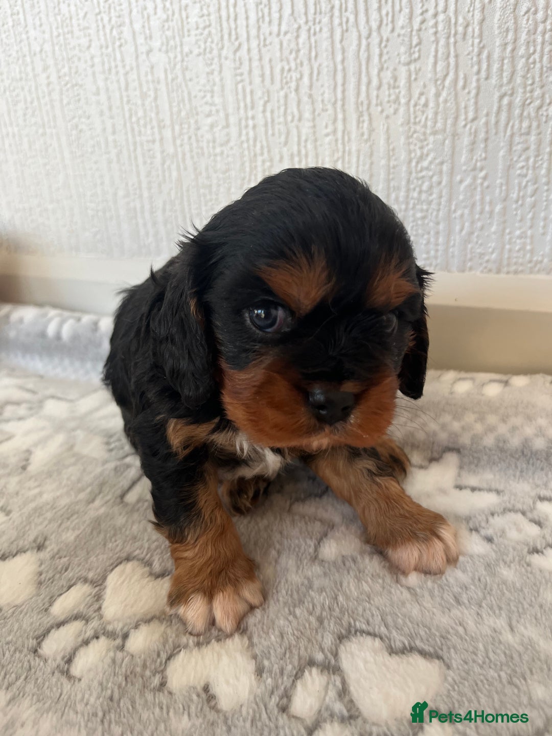 Cavalier King Charles Spaniel dogs for sale: Cavalier King Charles puppy’s  - Advert 10