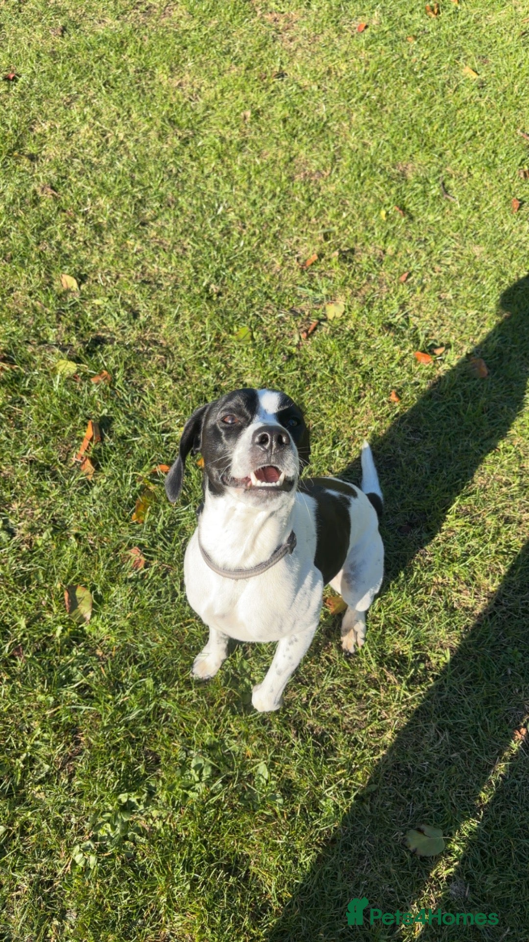 Mixed Breed dogs for sale: Dobby - Advert 15