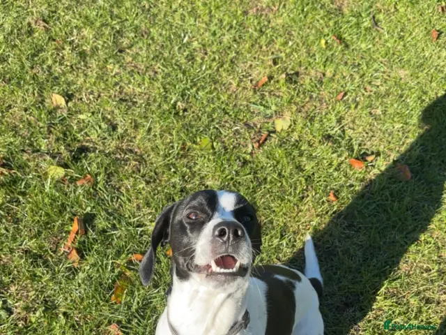Mixed Breed dogs for sale: Dobby - Advert 3