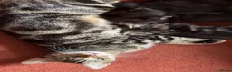 Mixed Breed cats for sale: 2 tabby kittens for sale  in Houghton le Spring - Advert 4