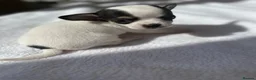Chihuahua dogs for sale: Puppies - Advert 6