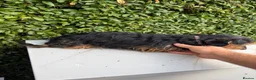 Yorkshire Terrier dogs for sale: Mini long haired Yorkshire terrier  - Advert 4