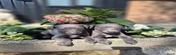 Whippet dogs for sale: Whippet Puppies - Advert 5