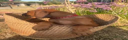 Rhodesian Ridgeback dogs for sale: Meet ‘Wonder’ Stevie Wonder  - Advert 7