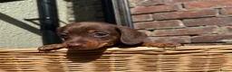 Miniature Dachshund dogs for sale: KC Registered Miniature Dachshund Puppies - Advert 6