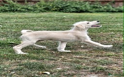 Mixed Breed dogs for sale: German Shepherd x Standard Poodle *Health tested* in Boston - Image 4