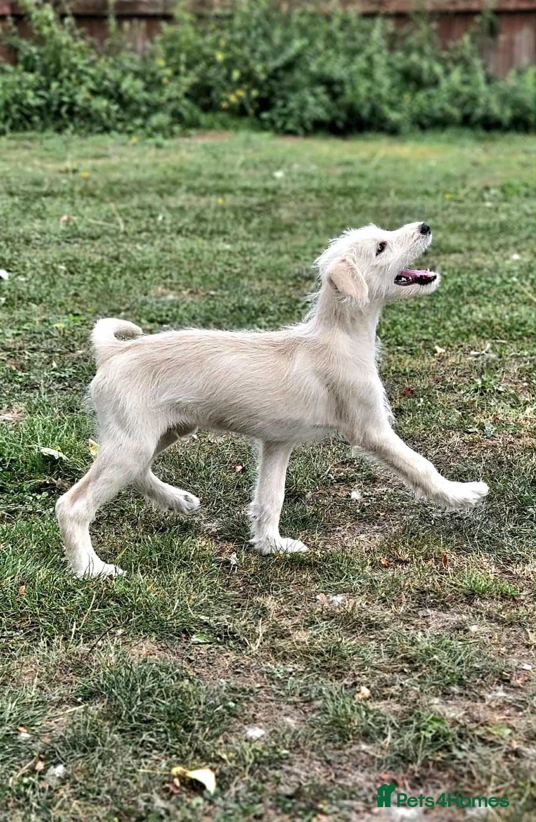Mixed Breed dogs for sale: German Shepherd x Standard Poodle *Health tested* in Boston - Image 4