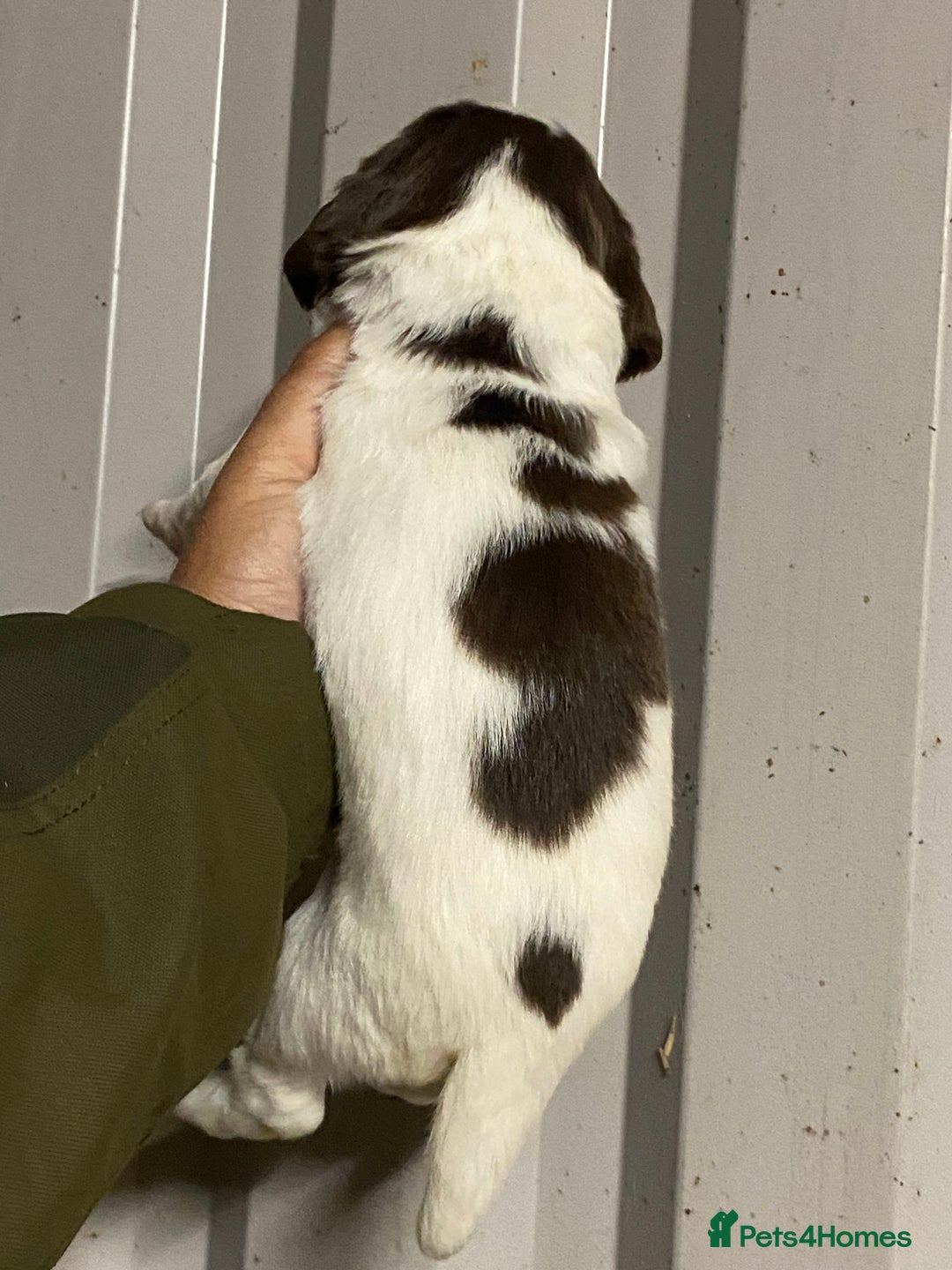 English Springer Spaniel dogs for sale: Springer spaniel - Image 8