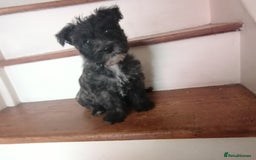West Highland Terrier dogs for sale: Wairns: Westie/Cairn Pups - Image 15
