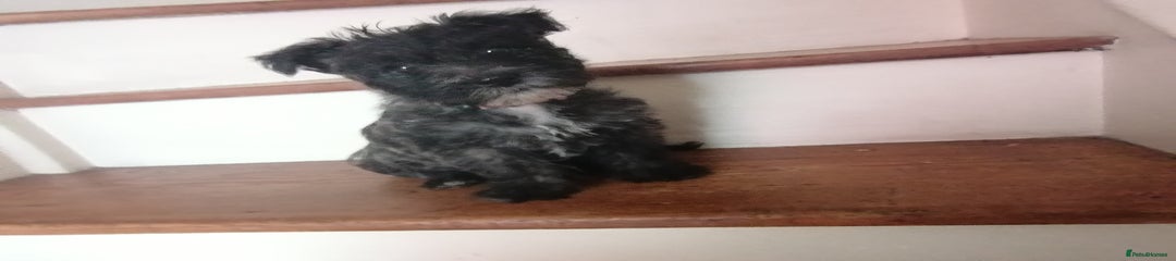 Bella