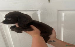 Cocker Spaniel dogs for sale: Merl cocker spaniel puppies  - Image 34