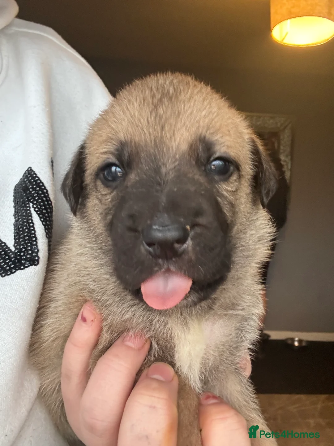 Mixed Breed dogs for sale: Beautiful staff x gsd puppies - Advert 37